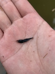 Neocaridina