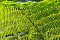 Sphaeropteris glauca