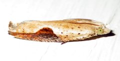 Pseudexentera costomaculana