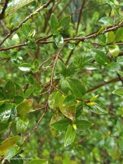 Eurya crenatifolia