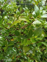 Eurya crenatifolia