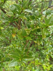 Eurya crenatifolia