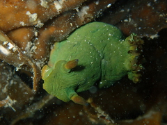 Tambja dracomus