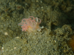 Phyllodesmium serratum