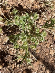 Dactyloctenium radulans