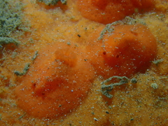 Discodoris paroa