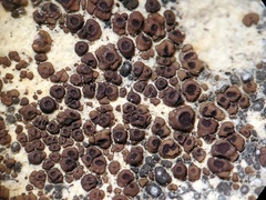 Acarospora oligospora