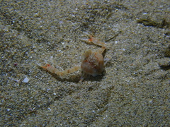 Ebalia intermedia