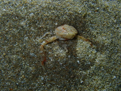 Ebalia intermedia