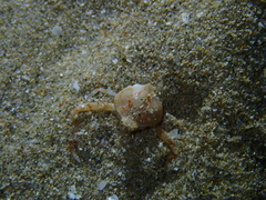 Ebalia intermedia