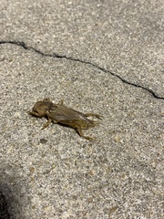 Neoscapteriscus vicinus