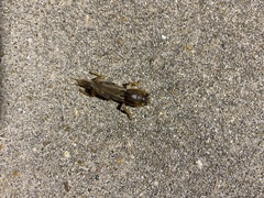 Neoscapteriscus vicinus