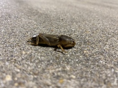 Neoscapteriscus vicinus