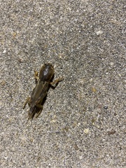 Neoscapteriscus vicinus