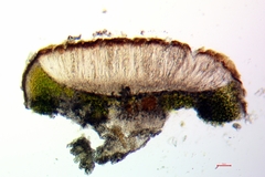 Acarospora oligospora
