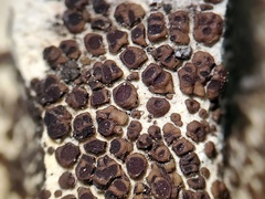 Acarospora oligospora