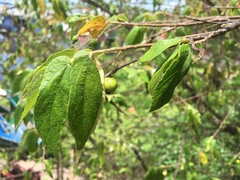 Muntingia calabura