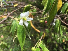 Muntingia calabura