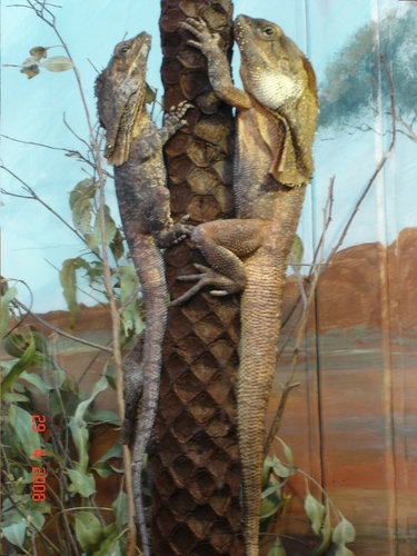 Chlamydosaurus kingii