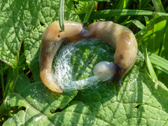 Krynickillus melanocephalus