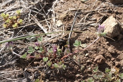 Trifolium macraei