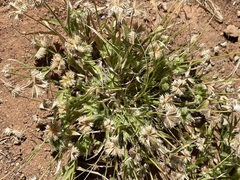 Dactyloctenium radulans