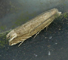 Epiblema minutana