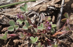 Trifolium macraei