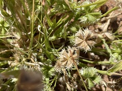 Dactyloctenium radulans