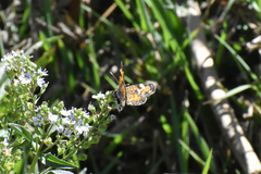 Phyciodes phaon phaon