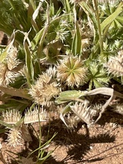 Dactyloctenium radulans