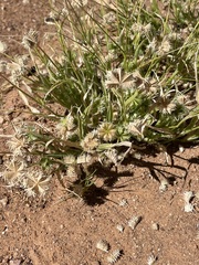 Dactyloctenium radulans