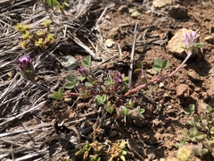 Trifolium macraei