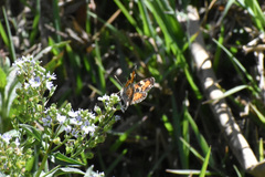 Phyciodes phaon phaon