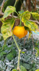 Capsicum chinense
