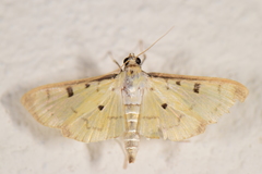 Lygropia tripunctata