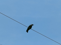 Corvus splendens