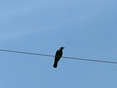 Corvus splendens
