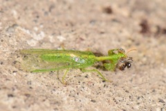 Zeugomantispa virescens