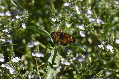 Phyciodes phaon phaon