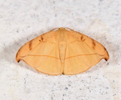 Patalene luciata