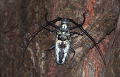 Batocera lineolata