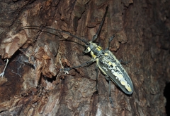Batocera lineolata