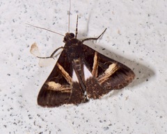 Melipotis nigrobasis
