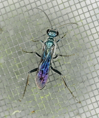 Chalybion zimmermanni