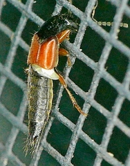 Philonthus rufulus