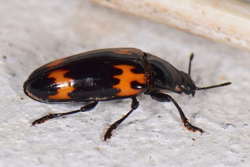 Megalodacne audouini (Megalodacne audouini)