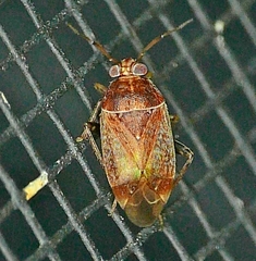 Agnocoris
