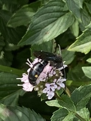 Laeviscolia frontalis