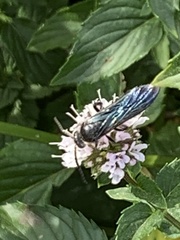 Laeviscolia frontalis